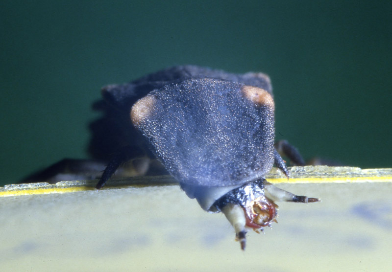 Larva di Lampyris noctiluca